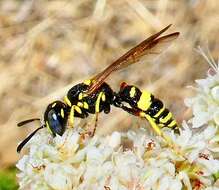 Image of Philanthus gibbosus (Fabricius 1775)