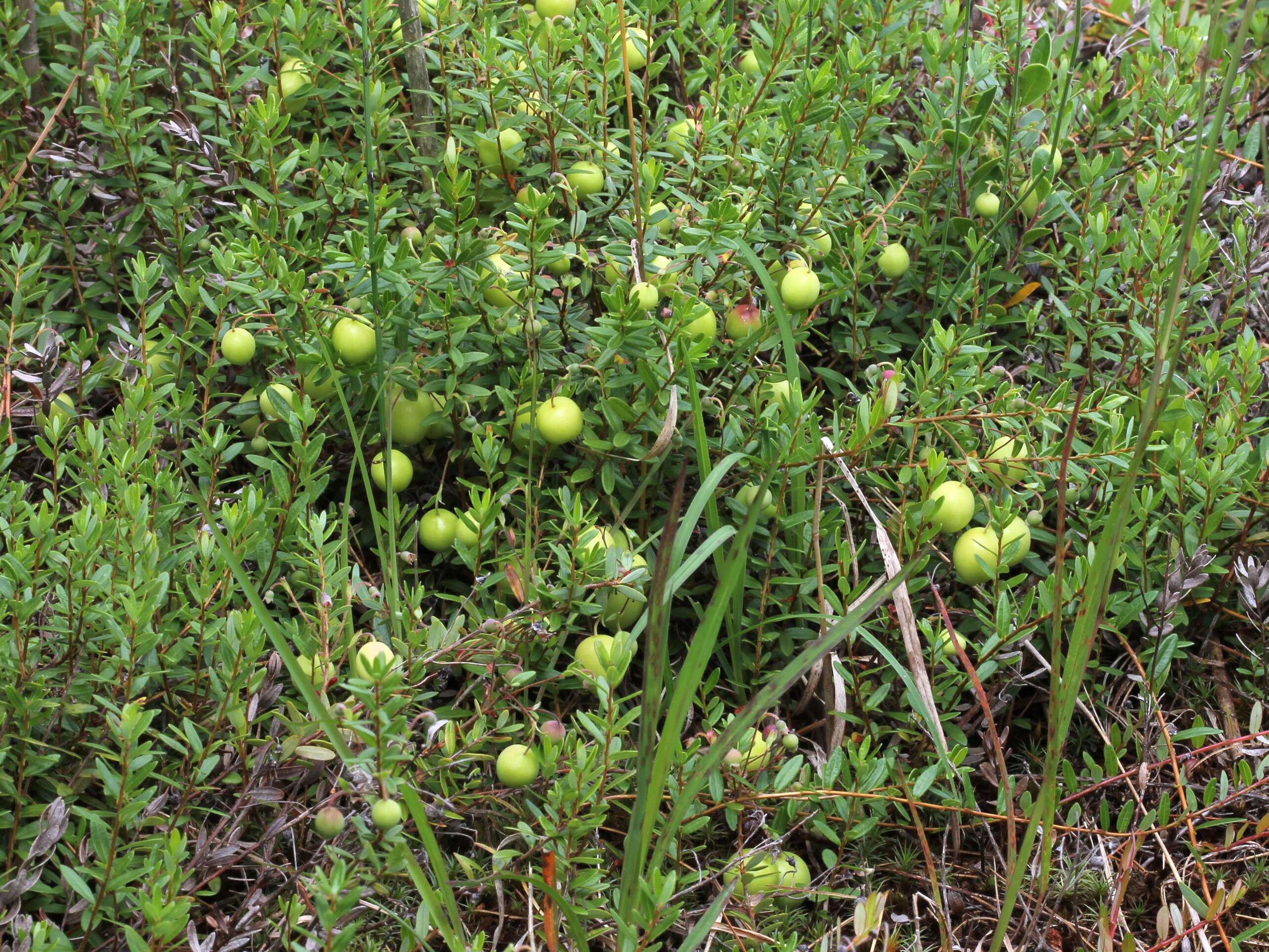 Image of Vaccinium macrocarpon