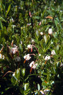 Vaccinium macrocarpon的圖片