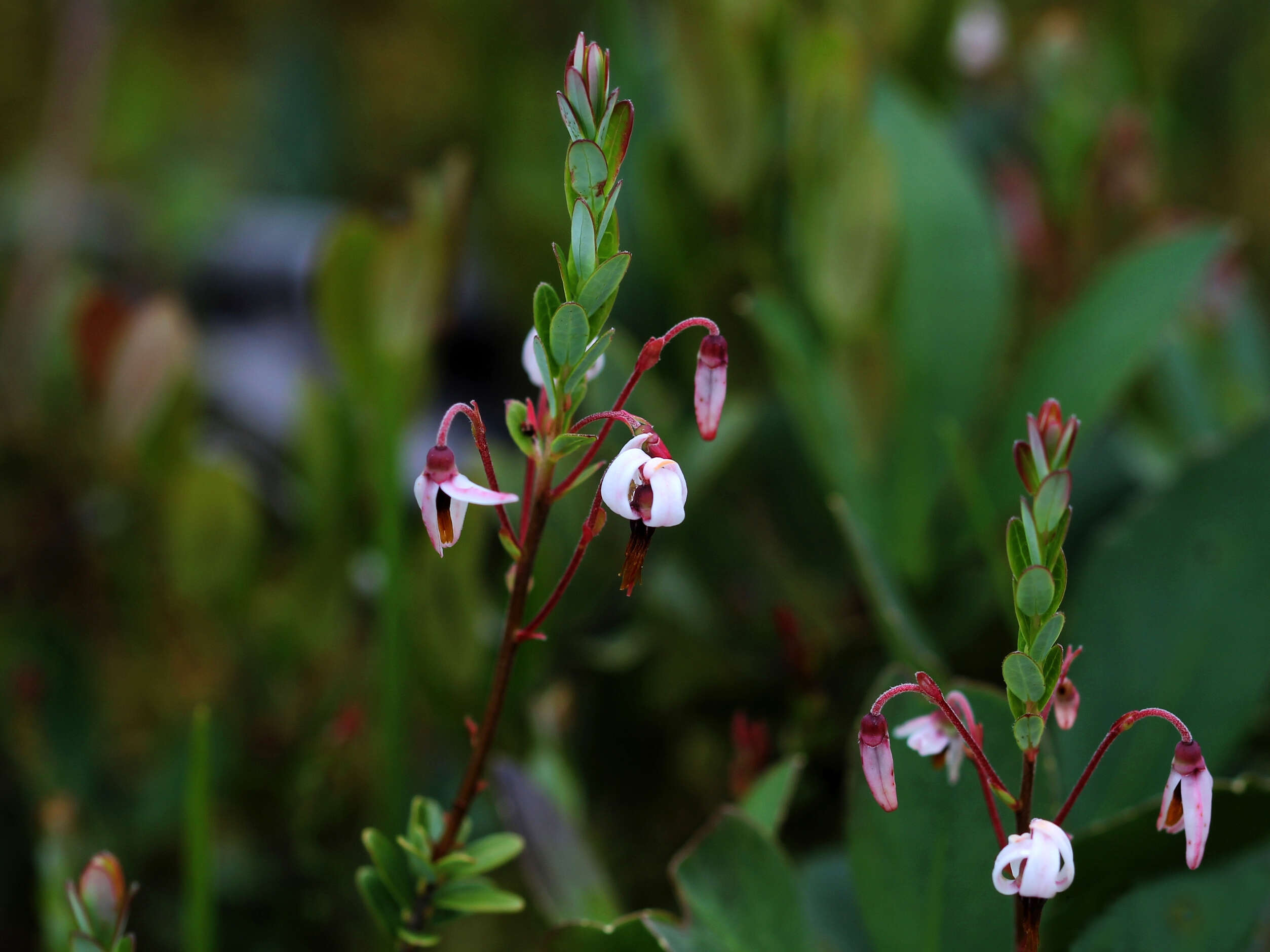 Image of Vaccinium macrocarpon