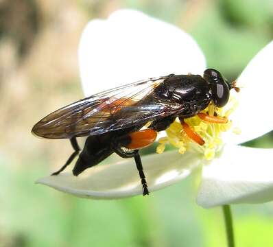 Image of Chalcosyrphus curvaria (Curran 1941)