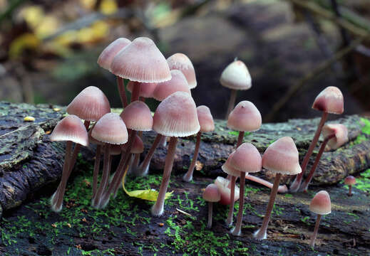 Image of Mycena haematopus (Pers.) P. Kumm. 1871