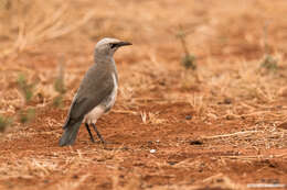 Image of Fischer's Starling