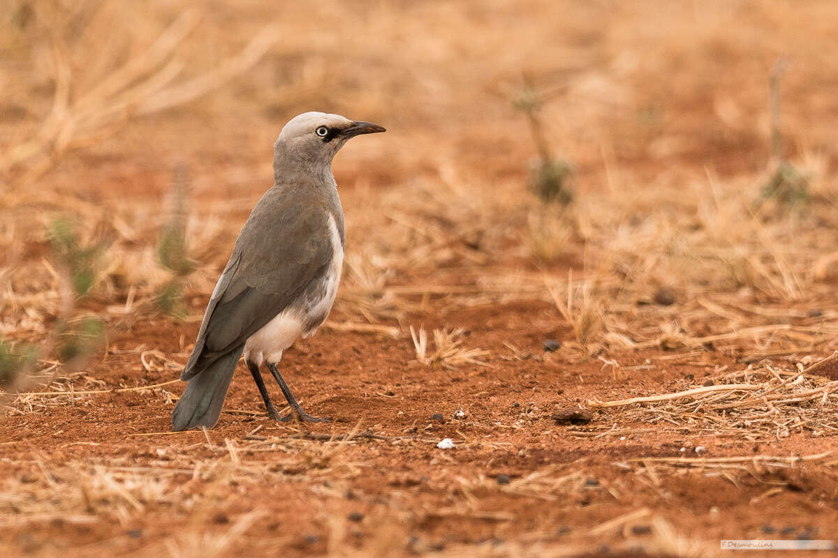 Image of Fischer's Starling