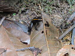 Image of Kokoe Poison Frog