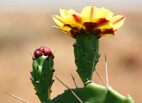 Image of Brownspine Pricklypear