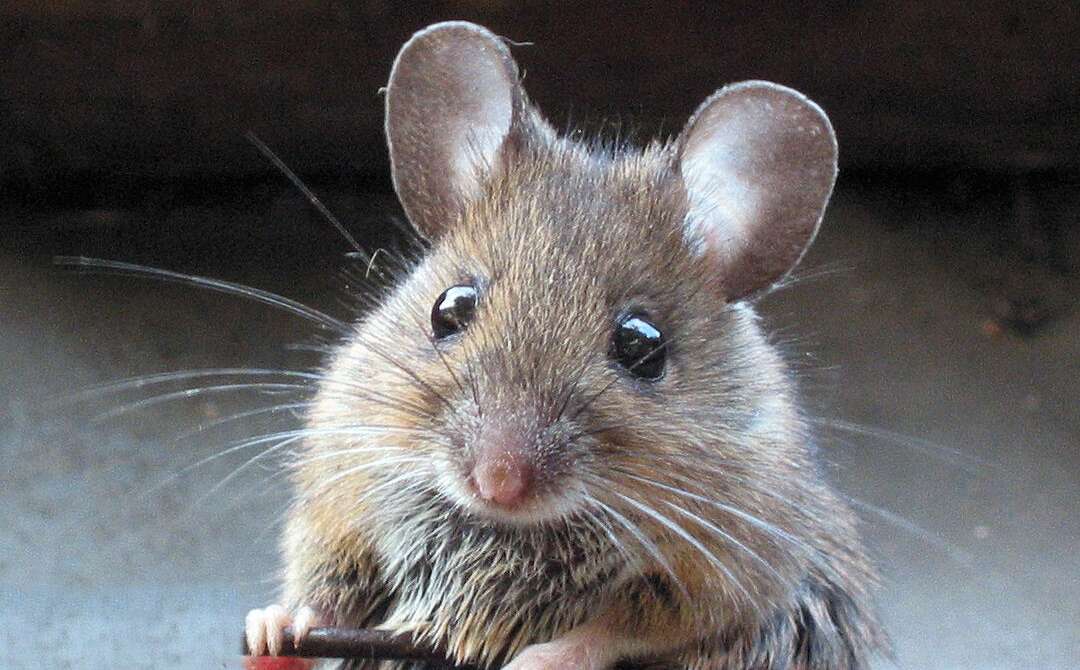 Image of wood mouse, long-tailed field mouse