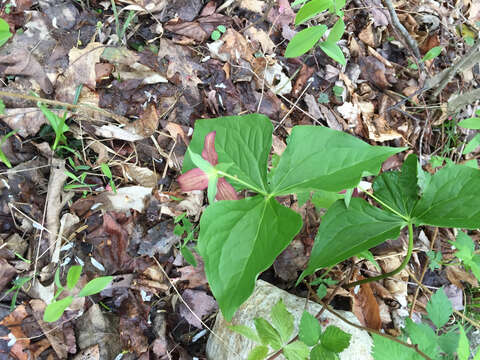 Imagem de Trillium erectum L.