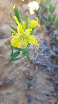 Image of Ferraria macrochlamys subsp. serpentina Goldblatt & J. C. Manning