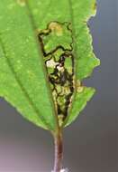 Sivun Stigmella ceanothi (Braun 1910) Newton et al. 1982 kuva