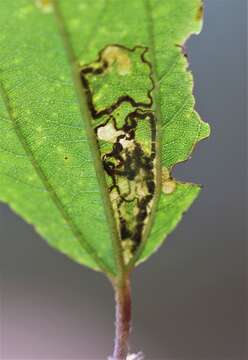 Imagem de Stigmella ceanothi (Braun 1910) Newton et al. 1982