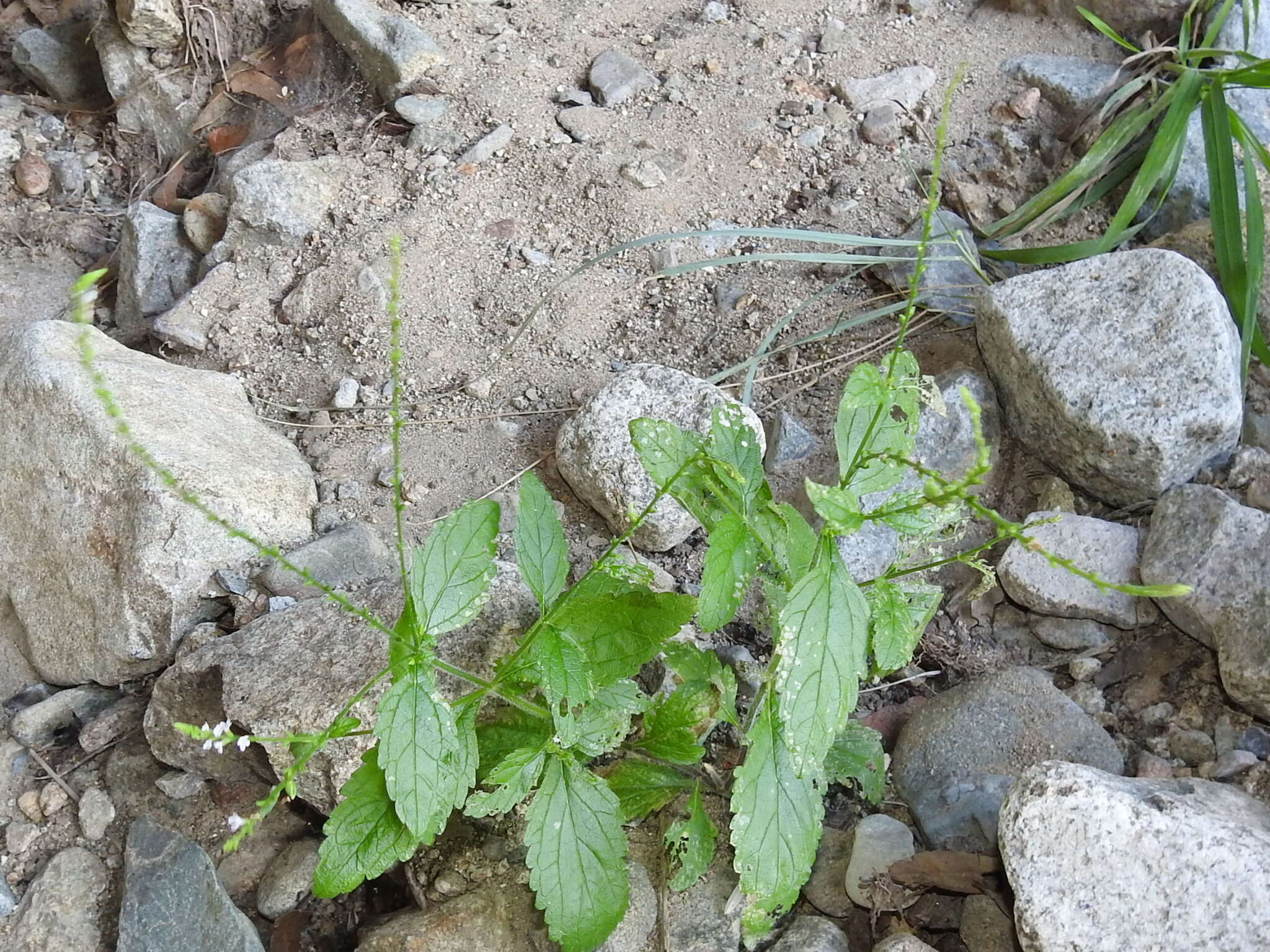 Imagem de Verbena carolina L.