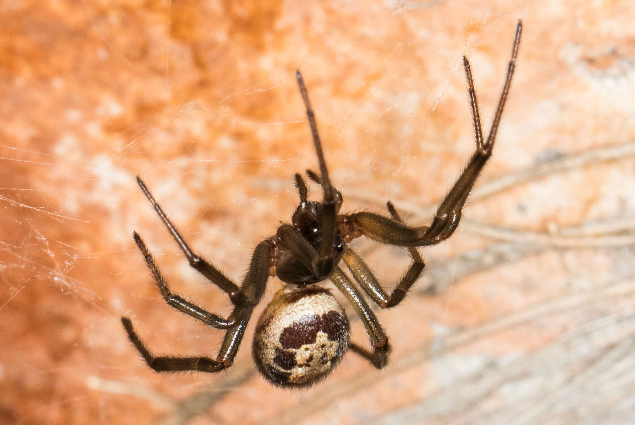 صورة Steatoda nobilis (Thorell 1875)