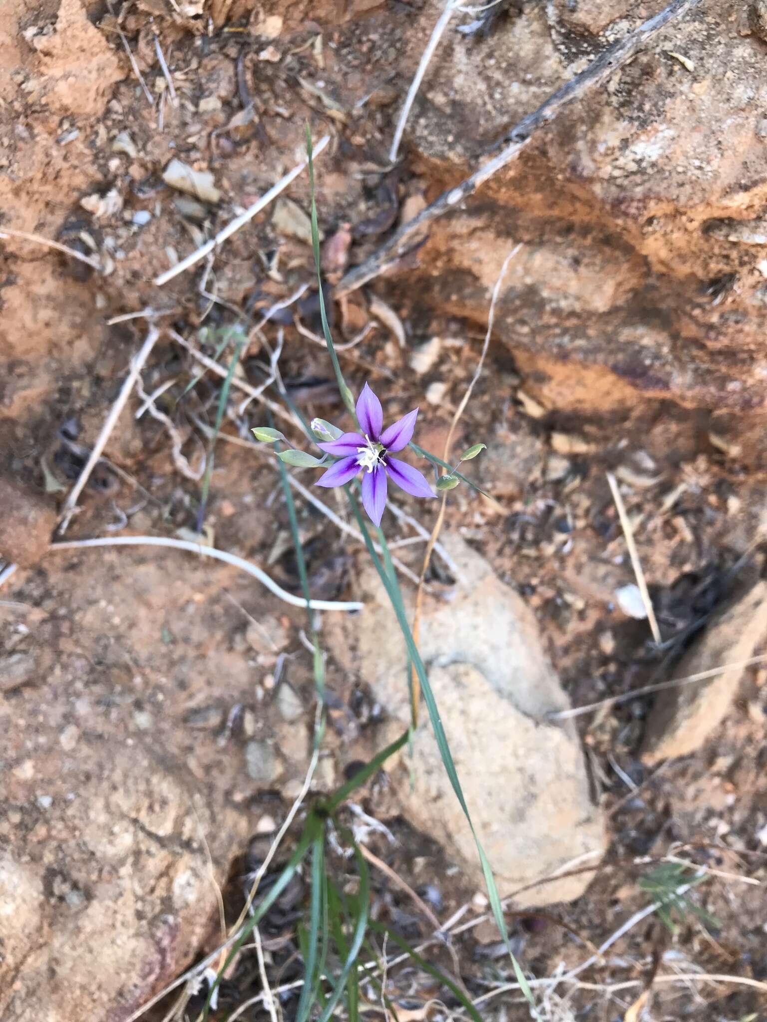 Image of Gladiolus deserticola Goldblatt