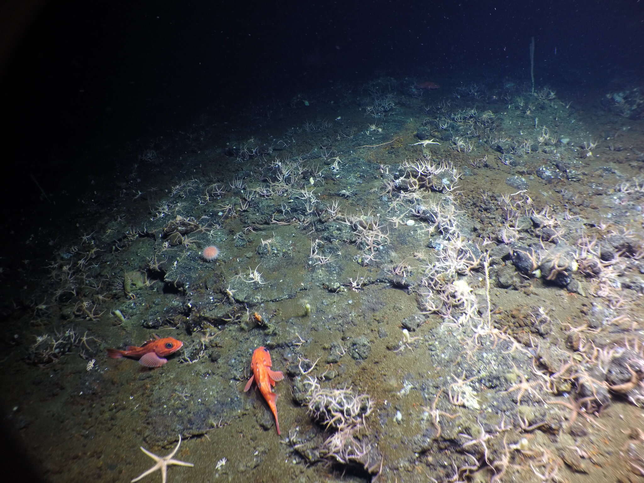 Image of fragile sea urchin