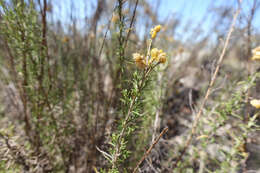 Image of Chrysocephalum semipapposum (Labill.) Steetz