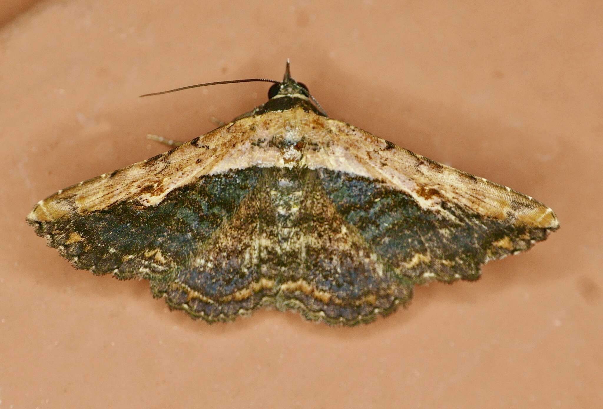 Image of Pale-edged Selenisa