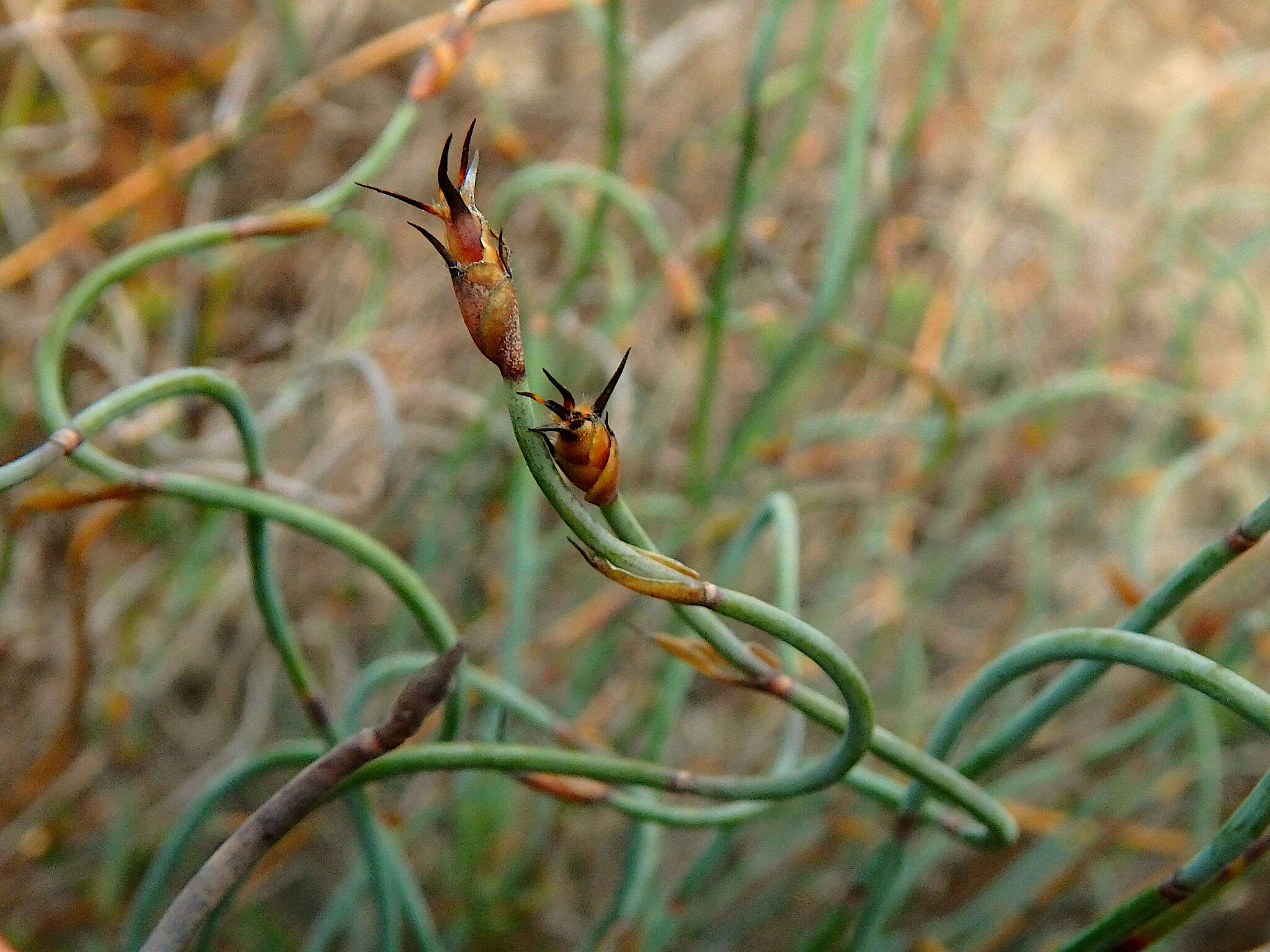 Image de Lepidobolus drapetocoleus F. Muell.