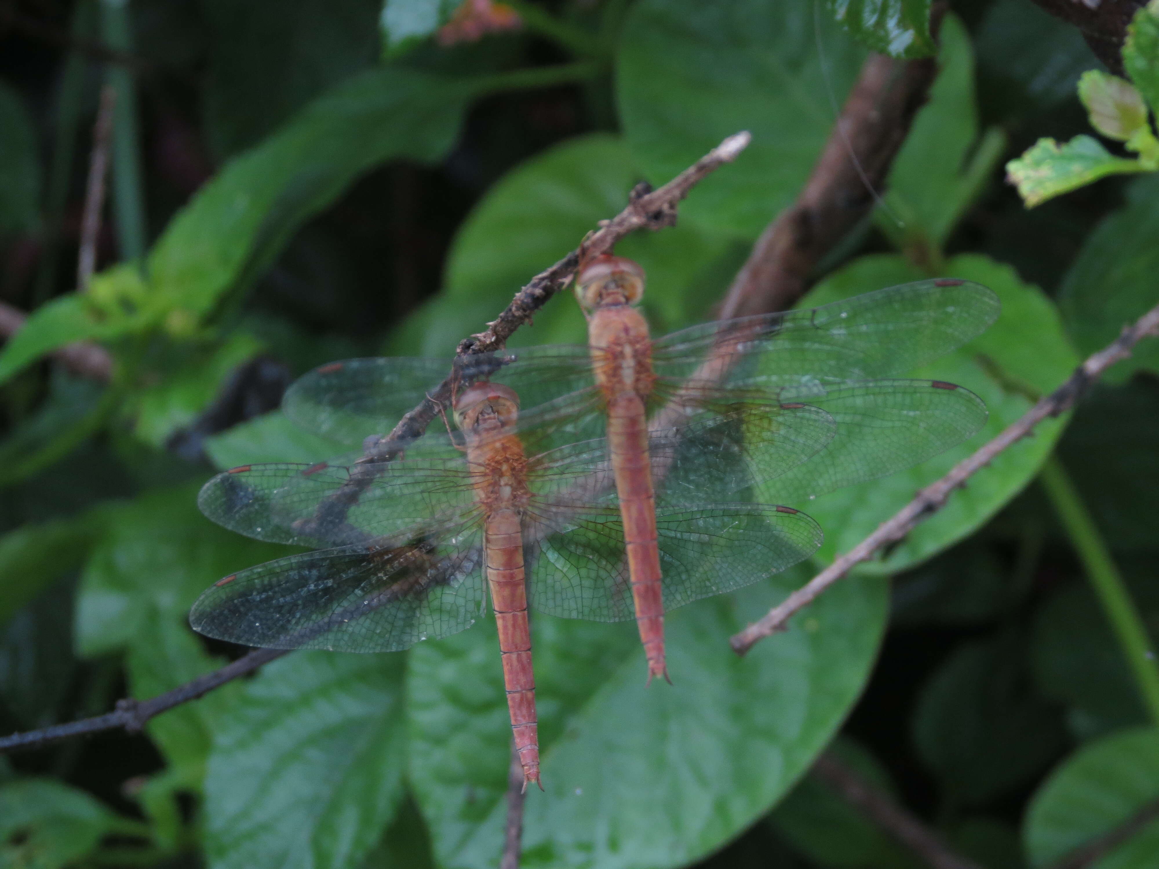 Image of Coral-tailed Cloud Wing