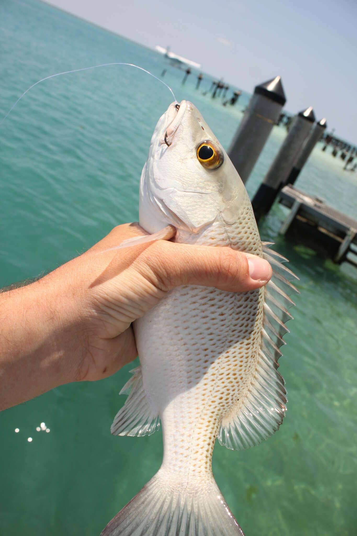 Image of Gray Snapper