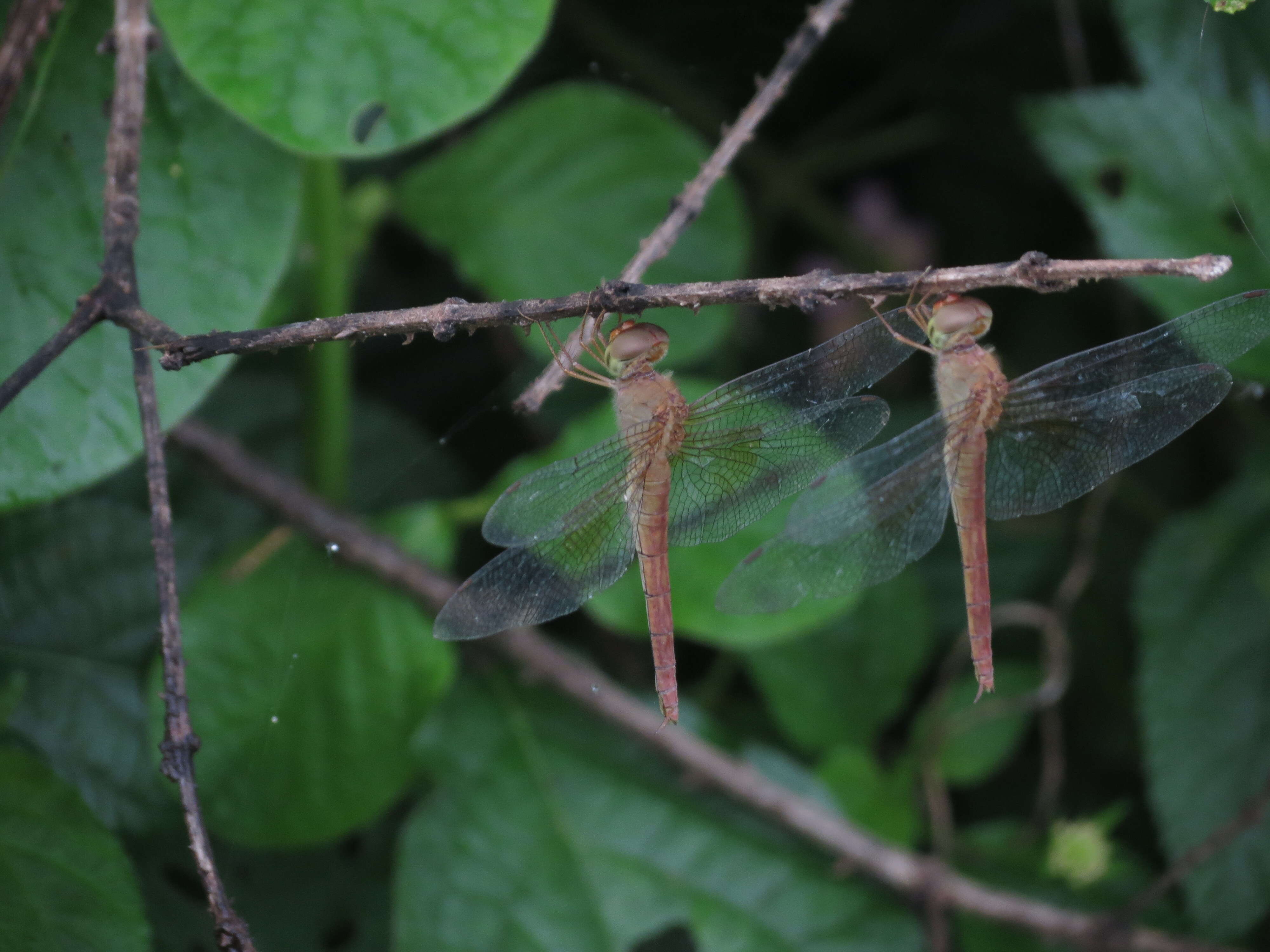 Image of Coral-tailed Cloud Wing