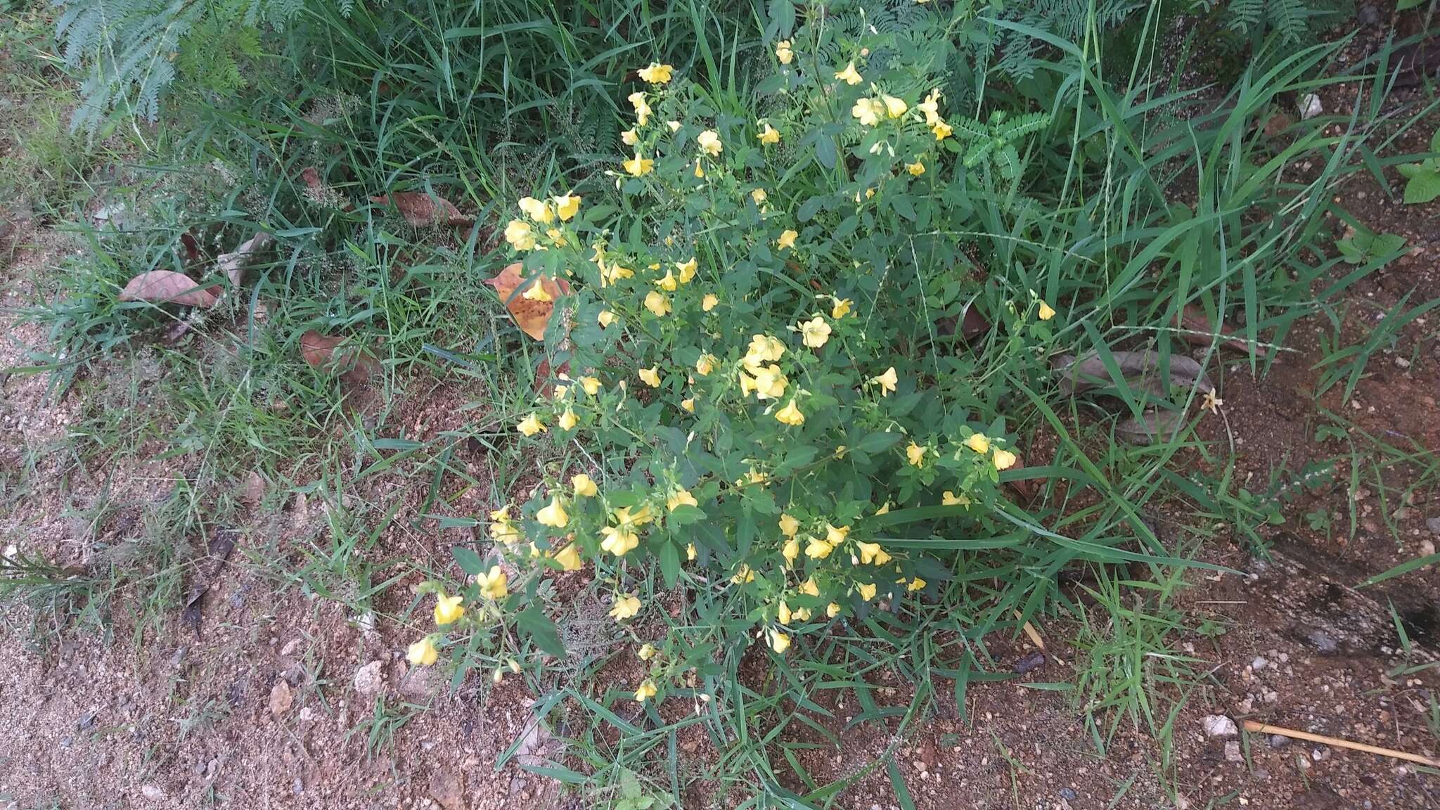 Image of shrubby woodsorrel