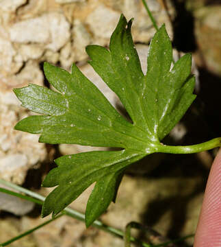 Image of Ranunculus montanus Willd.