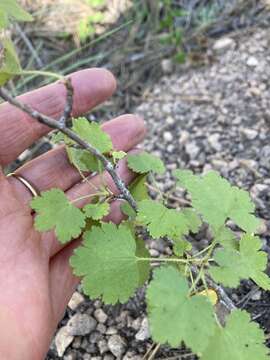 Image of whitestem gooseberry