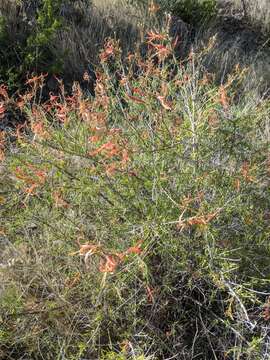 Anisacanthus linearis (Hagen) J. Henrickson & E. J. Lott resmi