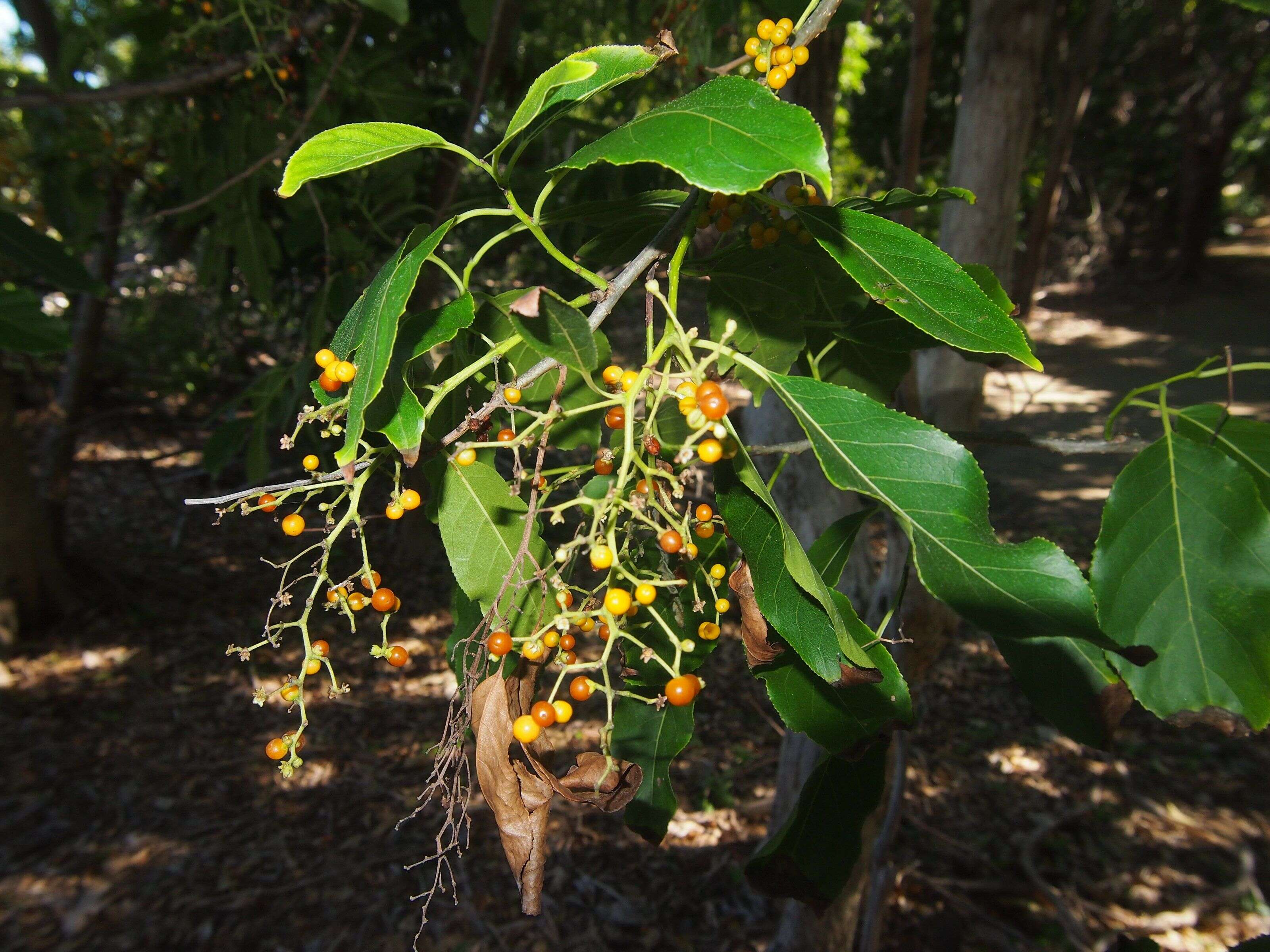 Plancia ëd Ehretia acuminata (DC.) R. Br.