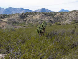 Image of Joshua tree