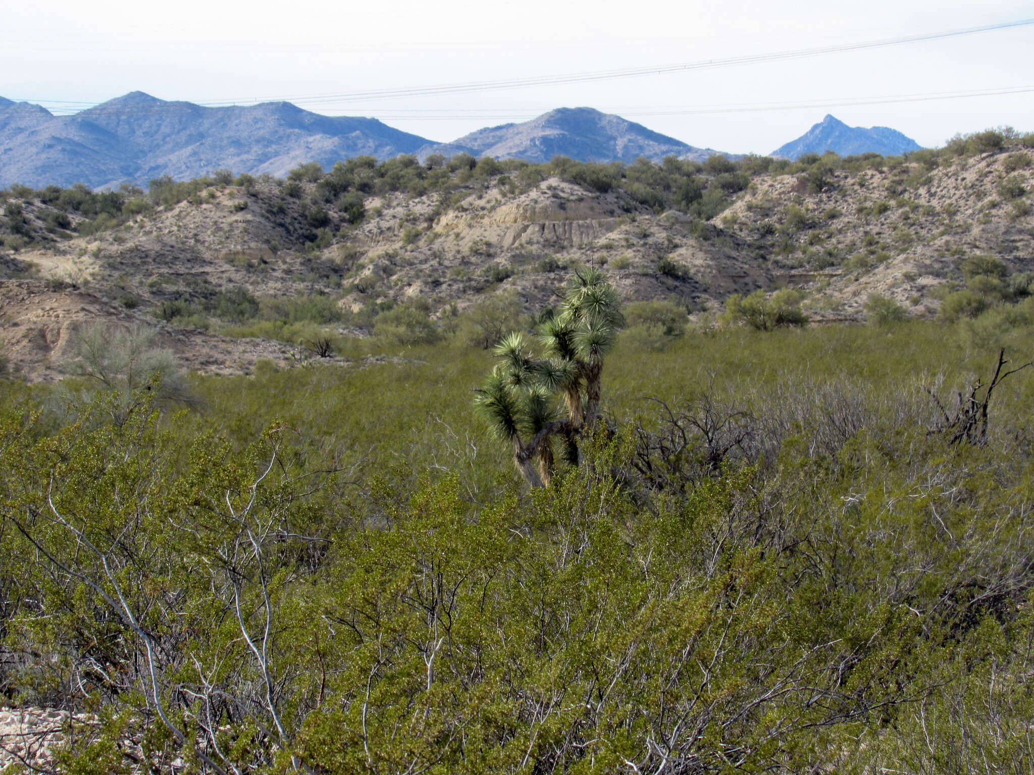 Image of Joshua tree