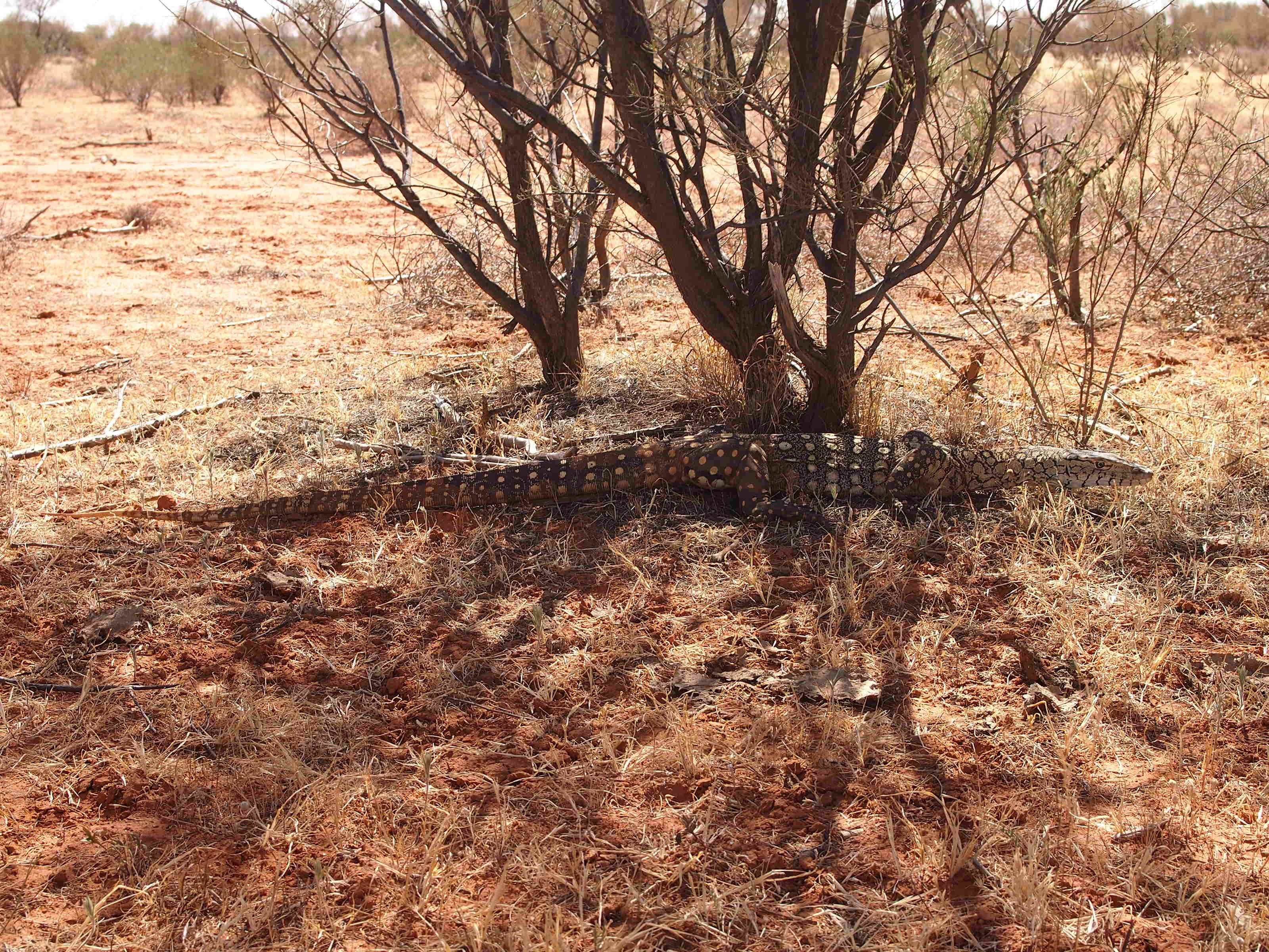 Image of Perentie