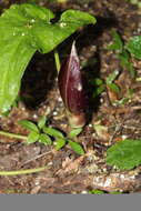 Arum elongatum Steven的圖片