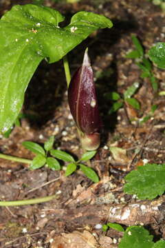 Arum elongatum Steven的圖片