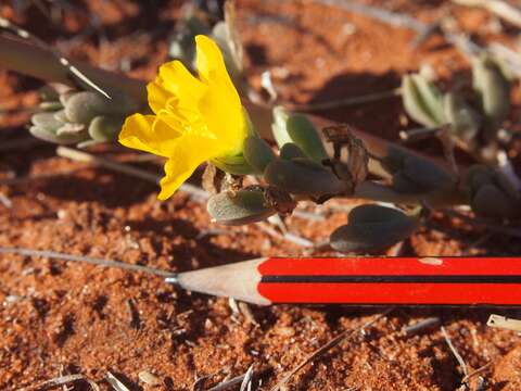 Image of Portulaca pilosa subsp. pilosa