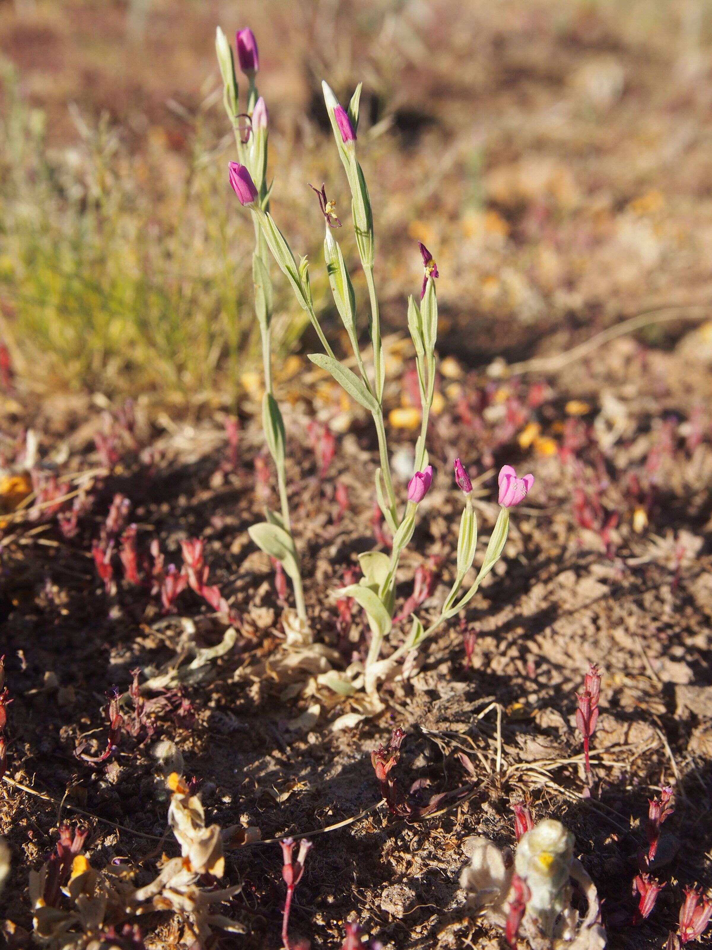 Image of Schenkia australis (R. Br.) G. Mansion