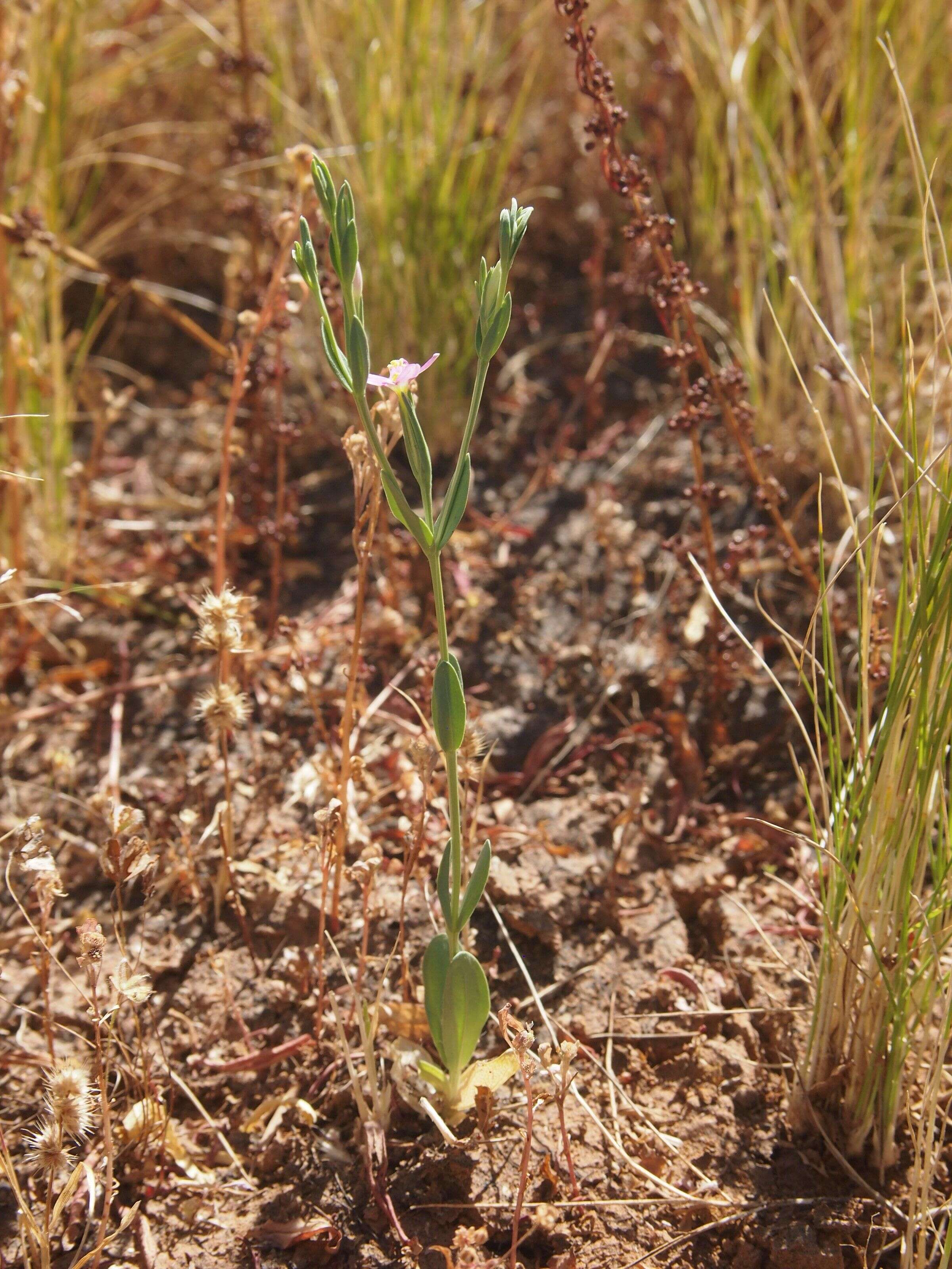 Image of Schenkia australis (R. Br.) G. Mansion