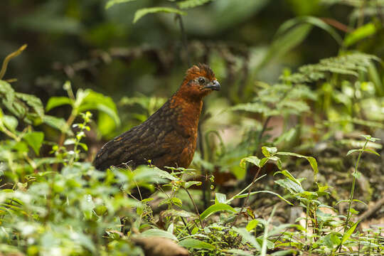 Imagem de Odontophorus hyperythrus Gould 1858