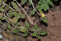 Image of Delosperma lebomboense (L. Bol.) Lavis