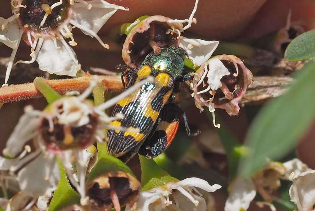 Sivun Castiarina flavopicta (Boisduval 1835) kuva