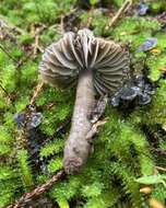 Image of Hygrocybe fumosogrisea (E. Horak) Boertm. 2002