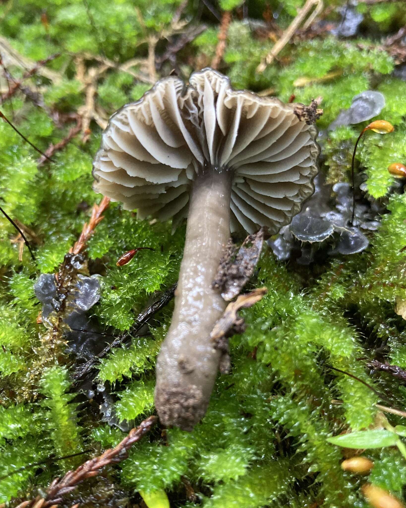 Sivun Hygrocybe fumosogrisea (E. Horak) Boertm. 2002 kuva