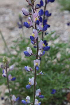 Imagem de Lupinus havardii S. Watson