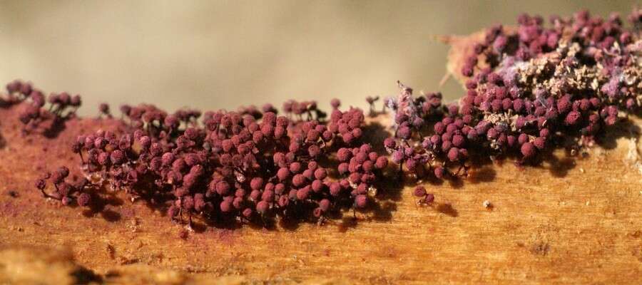 صورة Cribraria purpurea Schrad. 1797