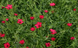 Image of flax