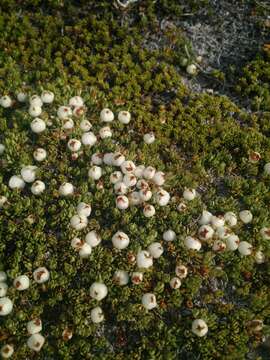 Image of Gaultheria caespitosa Poepp. & Endl.