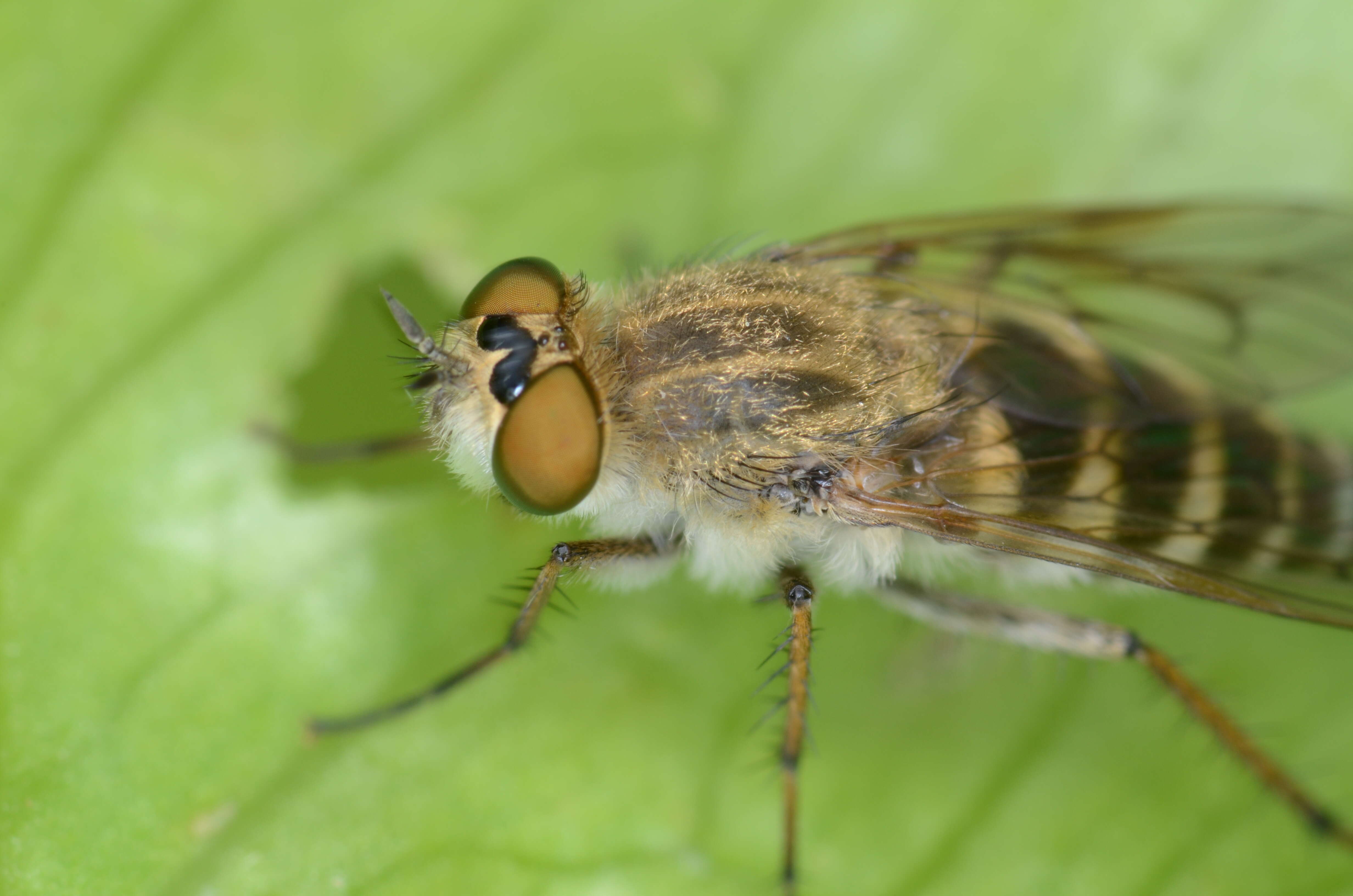 Image of Stiletto flies