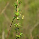 Image of Cliffortia anthospermoides Fellingham