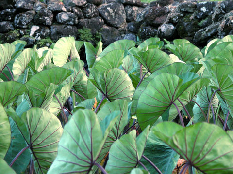 Image of Wild Taro